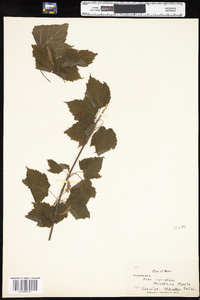 Acer spicatum image