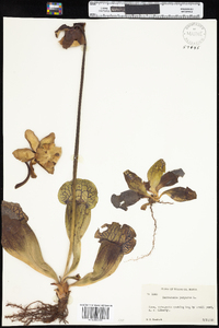 Sarracenia purpurea image