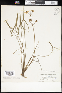 Sagittaria latifolia image