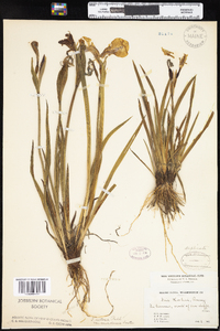 Iris setosa var. canadensis image