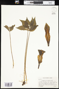 Arisaema triphyllum image