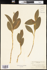 Maianthemum racemosum image