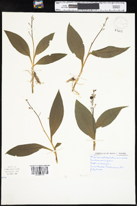 Maianthemum trifolium image