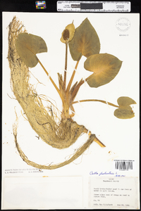 Calla palustris image