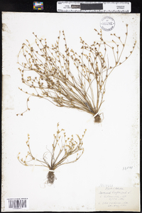 Juncus bufonius image