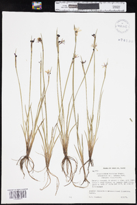 Sisyrinchium montanum var. crebrum image