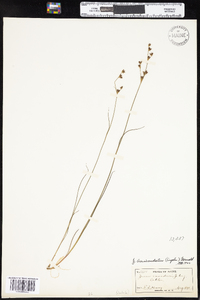 Juncus brevicaudatus image