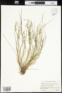 Juncus brevicaudatus image