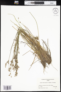 Juncus brevicaudatus image