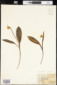 Erythronium americanum image