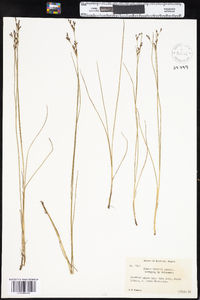 Juncus gerardii image