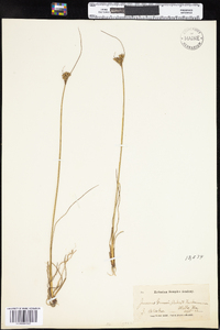 Juncus greenei image