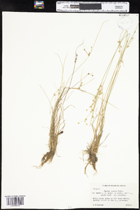 Juncus tenuis image