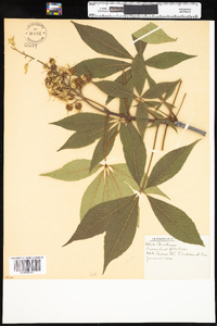 Aesculus glabra image