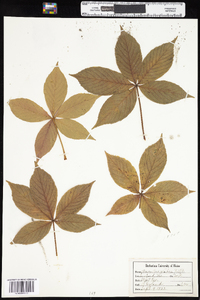 Aesculus glabra image