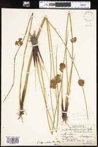 Juncus effusus image