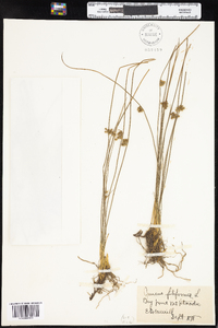 Juncus filiformis image