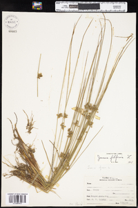 Juncus filiformis image