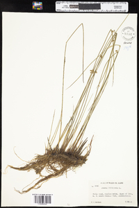 Juncus filiformis image