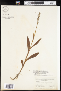 Image of Platanthera huronensis