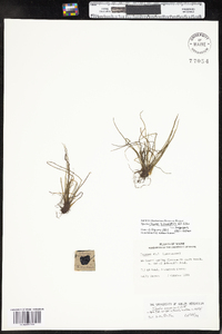 Isoetes lacustris image