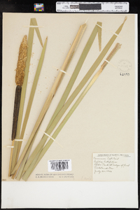 Typha latifolia image