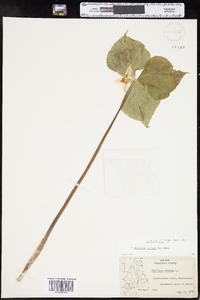 Trillium cernuum image