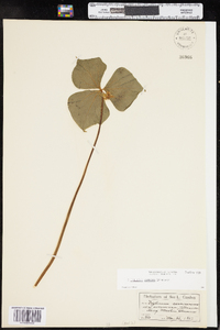 Trillium cernuum image