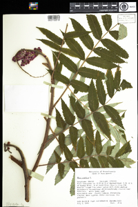 Rhus typhina image