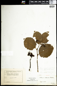 Alnus incana image