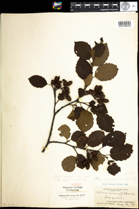 Alnus incana subsp. rugosa image