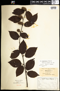 Betula alleghaniensis image