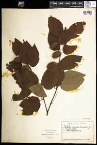 Betula alleghaniensis image