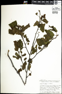 Alnus incana subsp. rugosa image