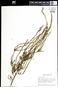 Calluna vulgaris image