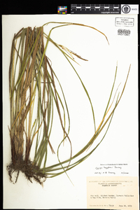 Carex haydenii image