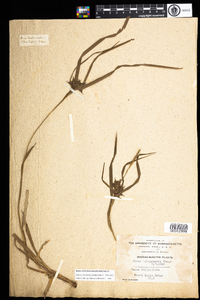 Carex intumescens image