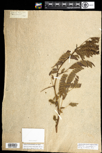 Gleditsia triacanthos image