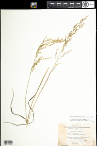 Torreyochloa pallida var. fernaldii image