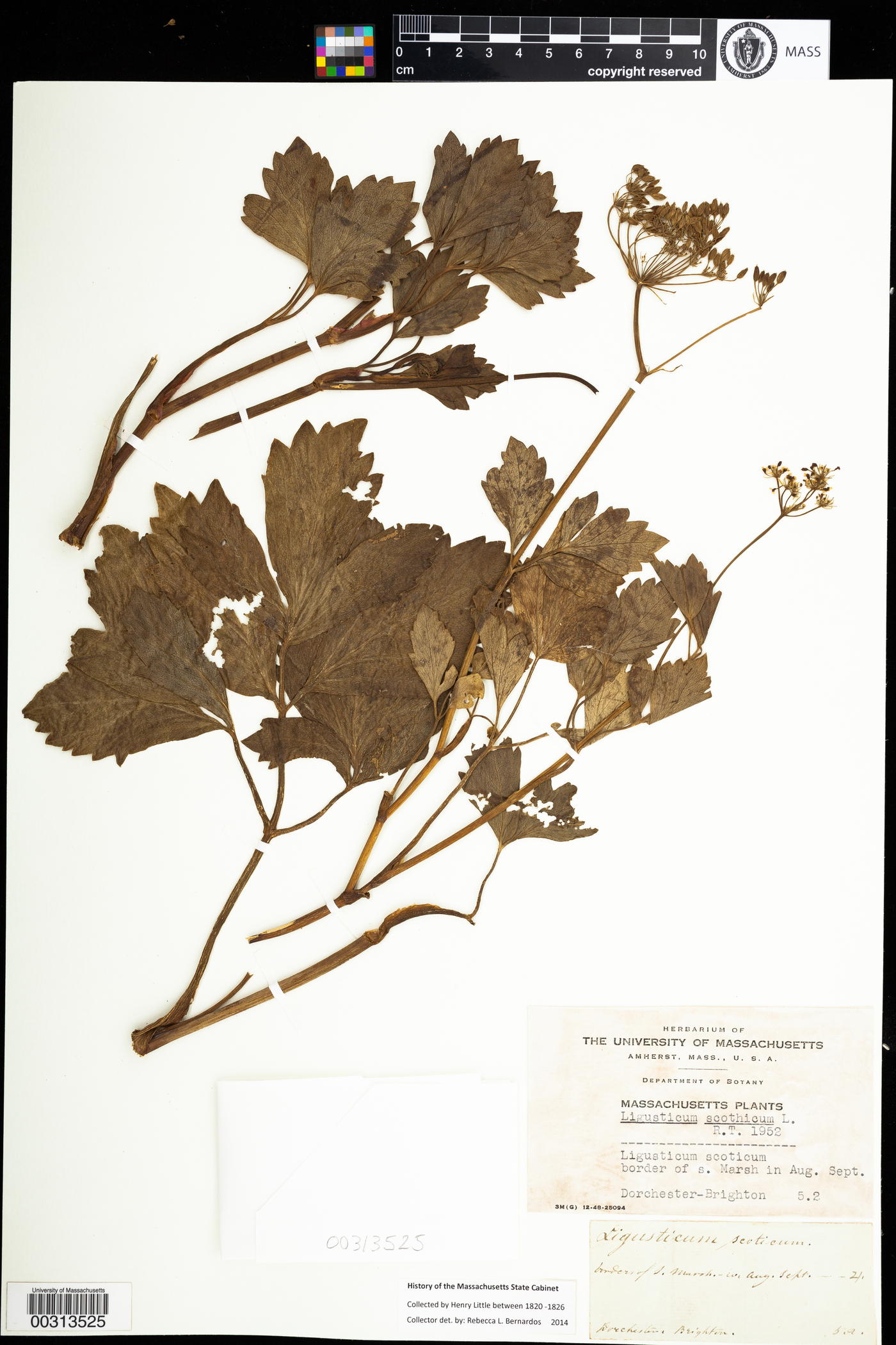 Ligusticum scothicum image