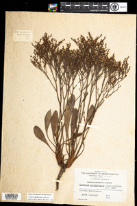 Limonium carolinianum image