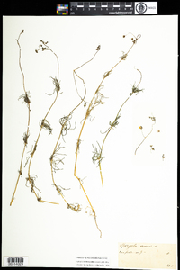 Spergula arvensis image