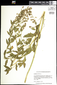 Lepidium latifolium image