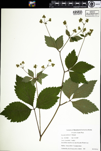 Sanicula trifoliata image