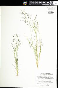 Eragrostis pilosa image