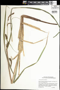 Carex lacustris image