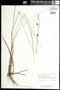 Carex oligosperma image