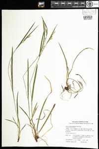 Carex ormostachya image