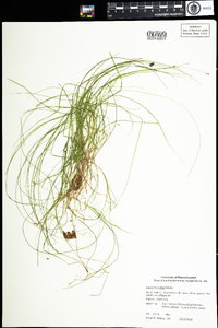 Carex trisperma image