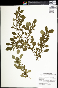 Berberis thunbergii image